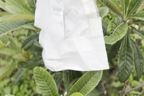 枇杷樹上一顆果子套著白色紙袋，周圍是枇杷葉。