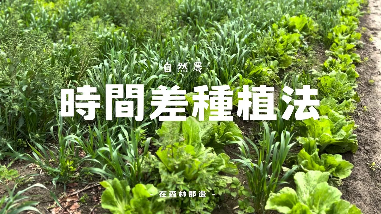 如何利用時間差種植法最大化農地效益?自然農法秘訣,讓收成翻倍!