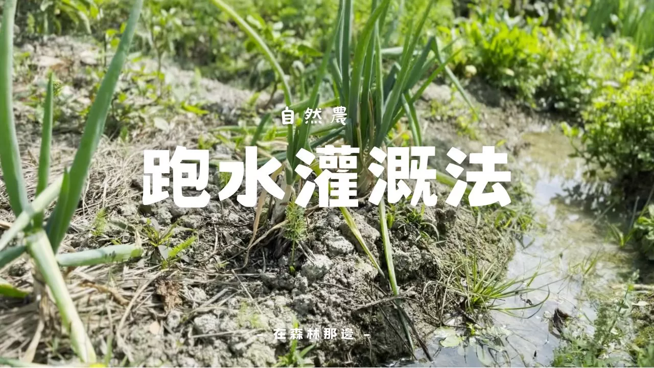 跑水灌溉法,再也不用提水澆灌,高效率分區給水模式,種什麼都難不倒它!