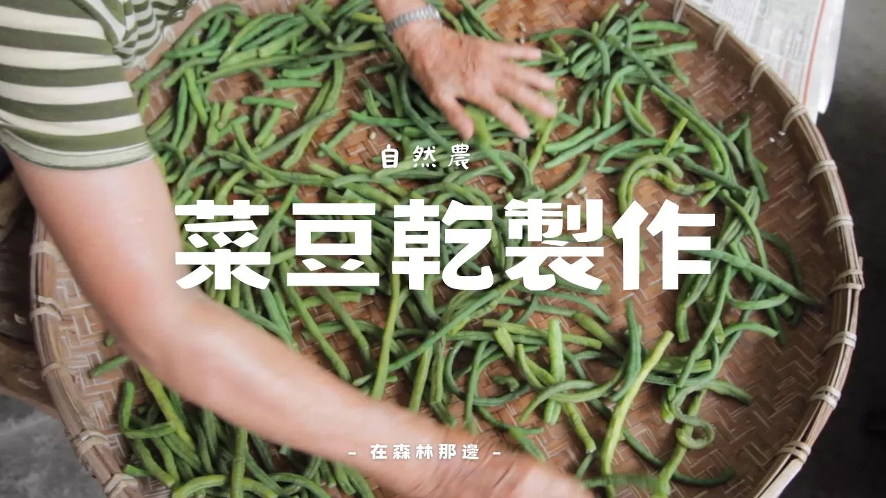 菜豆大豐收!自然農法種植的菜豆,如何變成香氣十足的菜豆乾?